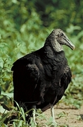 Black vulture Poster