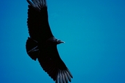 Black vulture Magnet