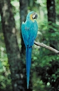 Blue and yellow macaw Poster