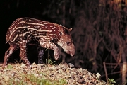 Brazilian Tapir Mousepad