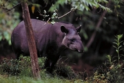 Brazilian Tapir Mousepad