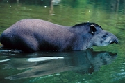 Brazilian Tapir Mousepad