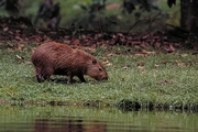 Capybara Magnet