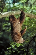 Hoffmann's two-toed sloth Magnet