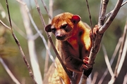 Kinkajou Mousepad