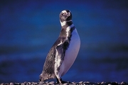 Magellanic Penguin Poster