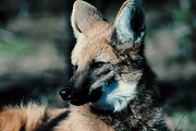 Maned wolf Poster