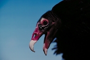 Turkey vulture Magnet