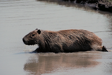 Capybara