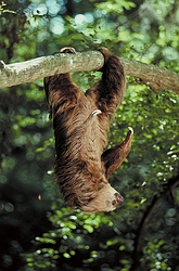 Hoffmann's two-toed sloth