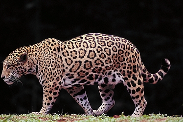 Jaguar