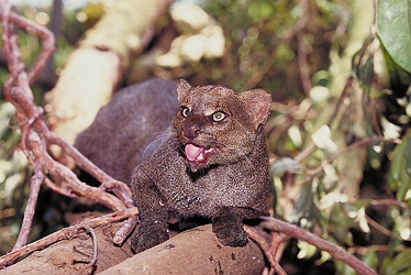 Jaguarundi