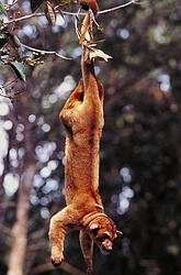 Kinkajou