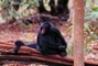 Black spider monkey picture