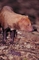 Bush Dog picture