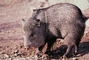 Collared Peccary picture