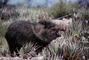 Collared Peccary picture