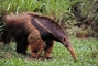 Giant anteater picture