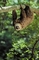 Hoffmann's two-toed sloth picture