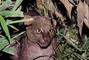 Jaguarundi picture