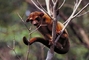 Kinkajou picture