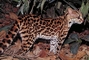 Margay Cat picture