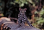 Margay Cat picture