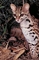 Margay Cat picture