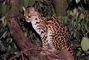 Margay Cat picture