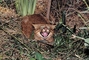 Pampas cat picture