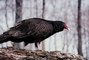 Turkey vulture picture