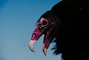 Turkey vulture picture