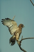 Broad-Winged Hawk Mousepad