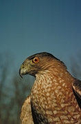 Cooper's Hawk Poster