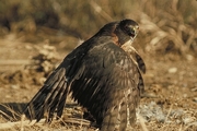 Cooper's Hawk Poster