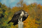 Osprey Magnet