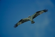 Osprey Magnet