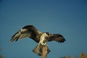 Osprey Poster