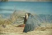 Peregrine Falcon Magnet