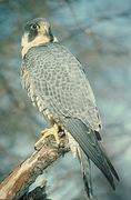 Peregrine Falcon Poster