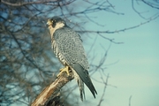 Peregrine Falcon Magnet