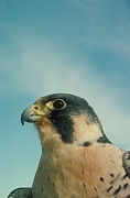 Peregrine Falcon Magnet