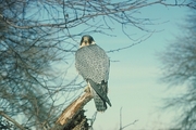 Peregrine Falcon Magnet