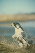 Peregrine Falcon Poster