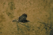 Red-Tailed Hawk Poster