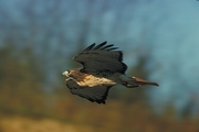 Red-Tailed Hawk Poster