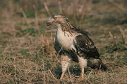 Red-Tailed Hawk Mousepad