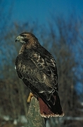 Red-Tailed Hawk Poster