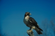 Red-Tailed Hawk Mousepad