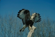 Rough-Legged Hawk Mousepad